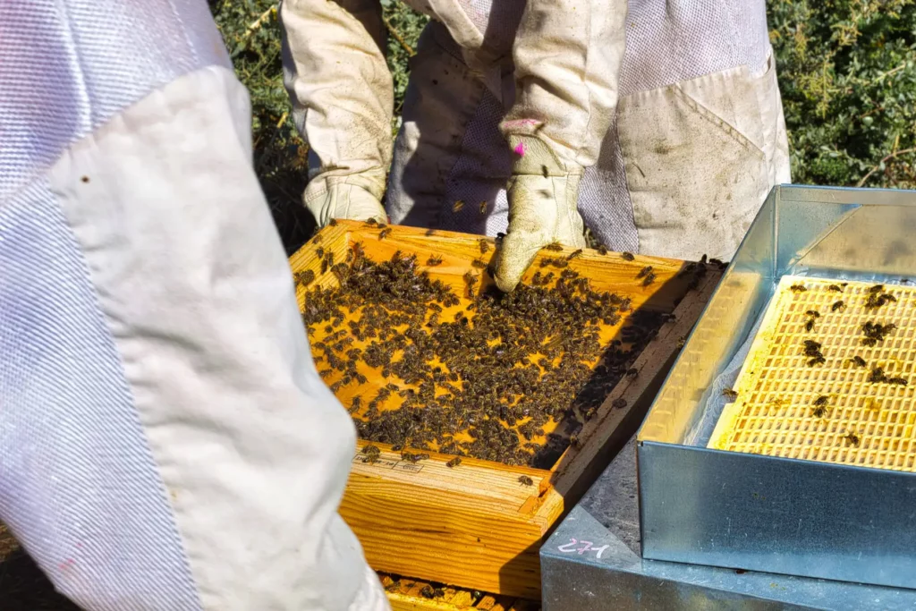 Inspection d'une ruche