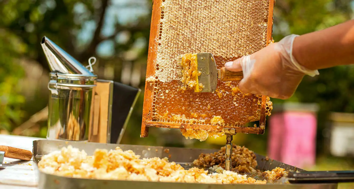 Les ruchers de Sauvy