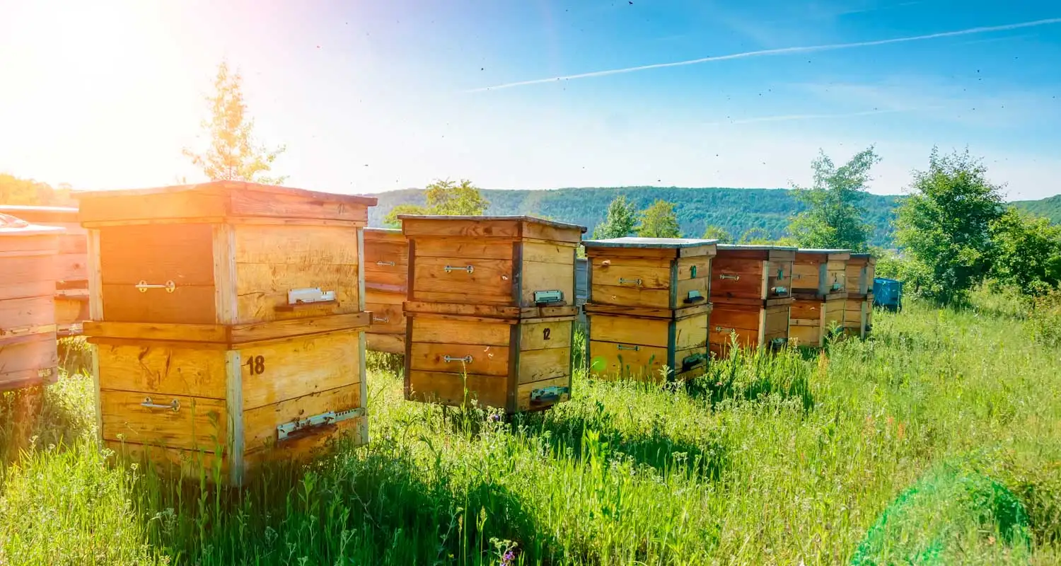 Les ruches des Ruchers de Sauvy