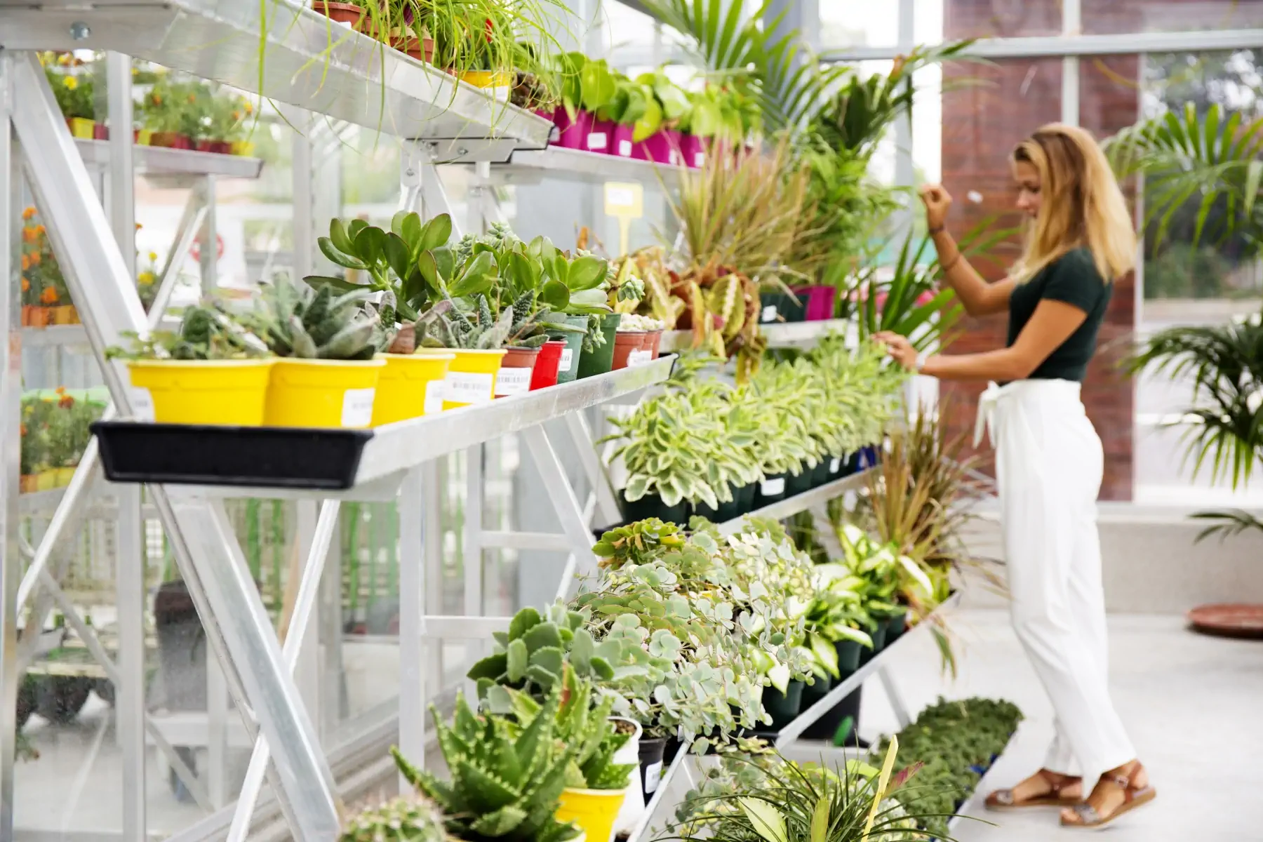 La pépinière de l'ESAT Charles de Menditte