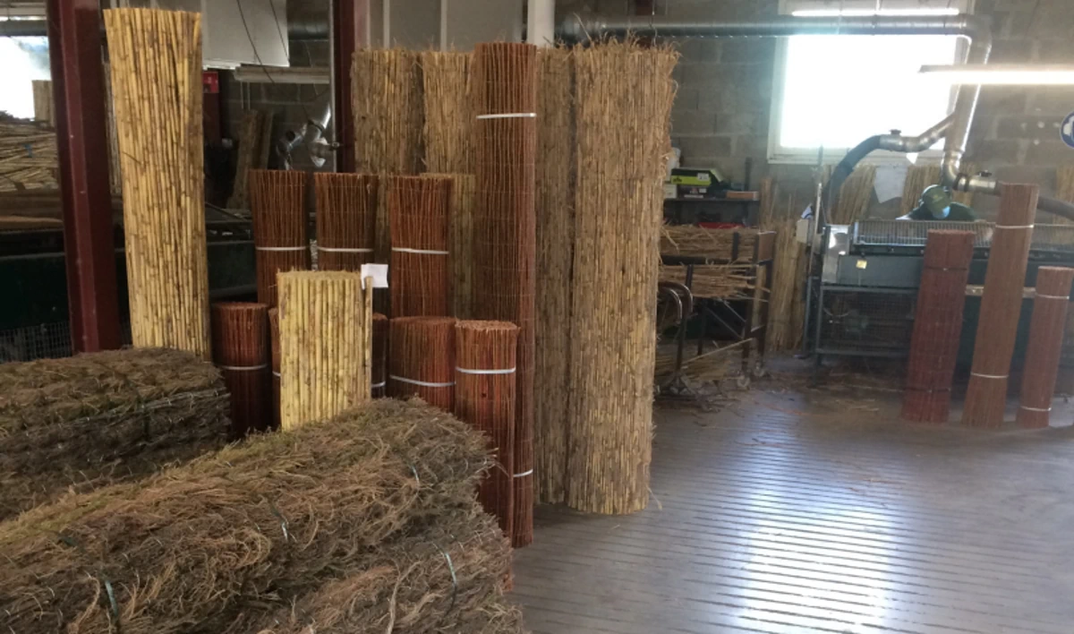 brise-vues végétaux